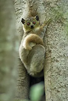 Leucopus: White-footed Sportive Lemur - Climbing tree