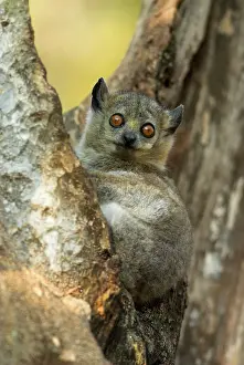 Leucopus: White-footed Sportive Lemur - In tree