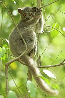 Leucopus: White-footed Sportive Lemur - In tree
