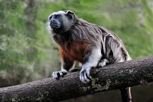 Leucopus: White-footed Tamarin / Silvery-brown Bare-faced