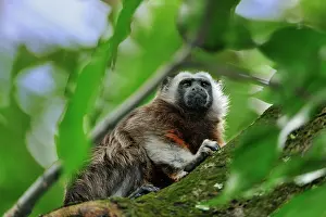 Leucopus: White-footed Tamarin / Silvery-brown Bare-faced