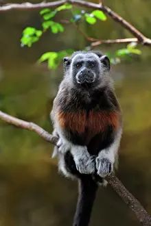 Leucopus: White-footed Tamarin / Silvery-brown Bare-faced