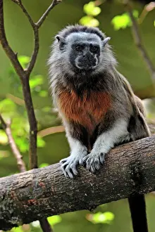 Leucopus: White-footed Tamarin / Silvery-brown Bare-faced
