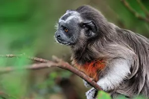 Leucopus: White-footed Tamarin / Silvery-brown Bare-faced