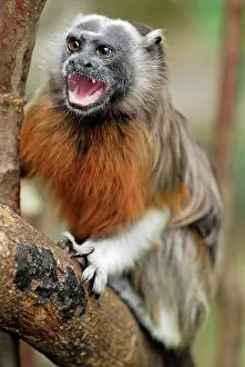 Leucopus: White-footed Tamarin / Silvery-brown Bare-faced Tamarin