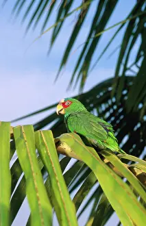 Honduras: White-fronted Amazon Parrot