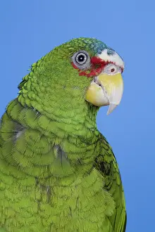 Albifrons: White-fronted Amazon Parrot