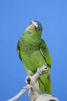 Albifrons: White-fronted Amazon Parrot