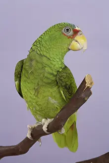 Albifrons: White-fronted Amazon Parrot