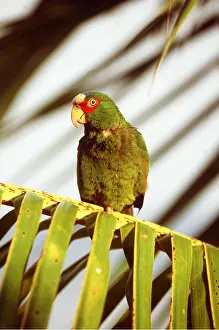 Fronted: White-Fronted Amazon Parrot