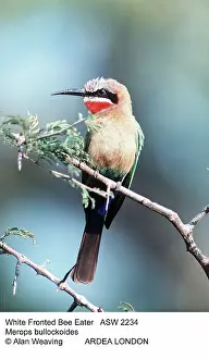 Bullockoides: White-Fronted BEE-EATER
