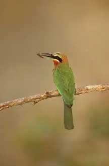 Meropidae: White-Fronted Bee-eater