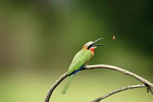 Bullockoides: White-fronted Bee-eater