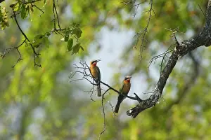 Bullockoides: White-fronted Bee-eater