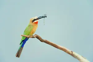 Eaters: White-fronted Bee-eater