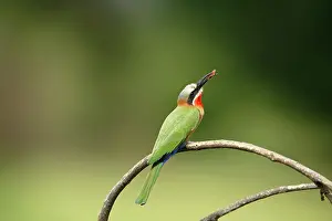 Limpopo: White-fronted Bee-eater