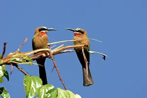 Bullockoides: White-fronted Bee-Eater - two on branch