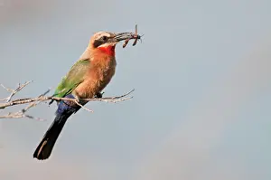 Bullockoides: White-fronted Bee-Eater - with insect food in bill