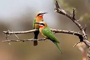 Bullockoides: White-fronted Bee-eater - pair on branch