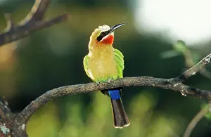 Bullockoides: White-fronted BEE-EATER - perched