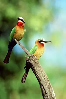Eater: WHITE-FRONTED BEE-EATER - x two perched on branch