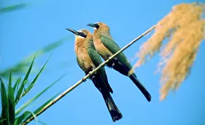 Bullockoides: White-fronted Bee-eaters