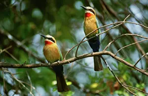 Eaters: White-Fronted Bee-Eaters