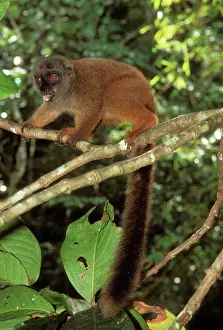 Eulemur: White-fronted Brown Lemur - female