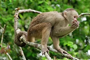 Capuchins: White-fronted Capuchin