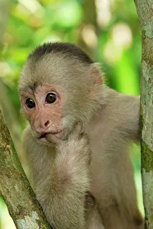 Capuchins: White-fronted Capuchin