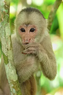 Capuchins: White-fronted Capuchin