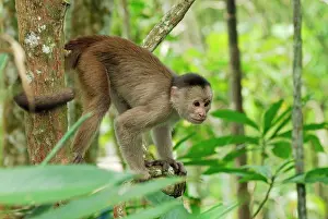 Capuchins: White-fronted Capuchin