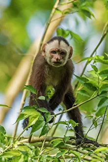 Magdalena: White-fronted Capuchin, Magdalena Valley, Colombia