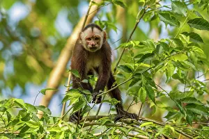 Magdalena: White-fronted Capuchin, Magdalena Valley, Colombia