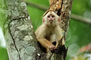 Tambopata: White-fronted Capuchin Tambopata-Candamo Nature