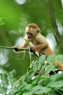Tambopata: White-fronted Capuchin Tambopata-Candamo Nature