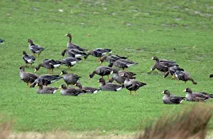Islay: White-fronted Geese