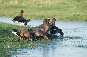 Fronted: White-Fronted GEESE - group, feeding at waters edge