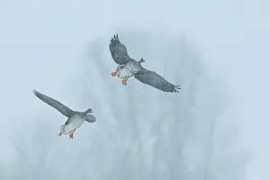 Kampen: White-fronted Goose
