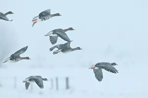 Ijssel: White-fronted Goose