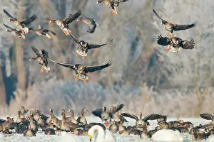 Zalk: White-fronted Goose