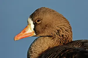 Albifrons: White-fronted Goose