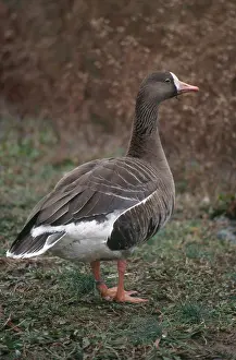 Albifrons: White-fronted Goose