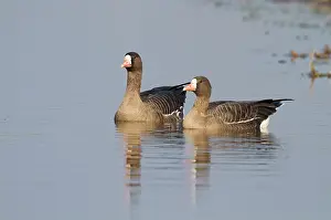 Albifrons: White-fronted Goose