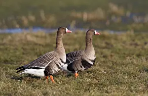 Albifrons: White-fronted Goose