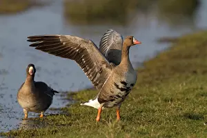 Albifrons: White-fronted Goose