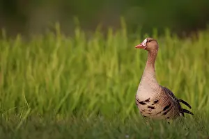 Albifrons: White-fronted Goose