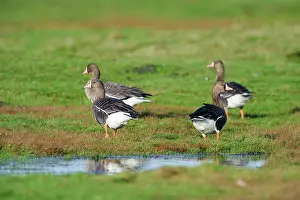 Albifrons: White-fronted Goose