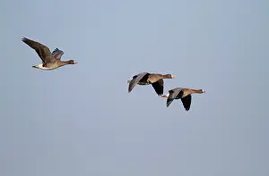 Albifrons: White-fronted Goose