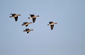 Albifrons: White-fronted Goose